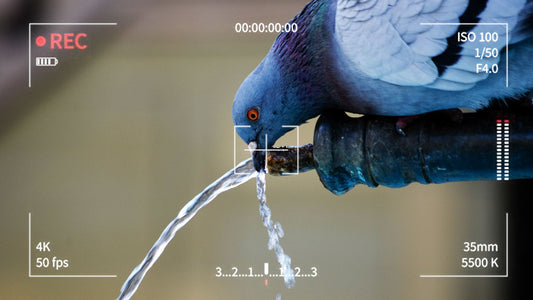 A bird is drinking water